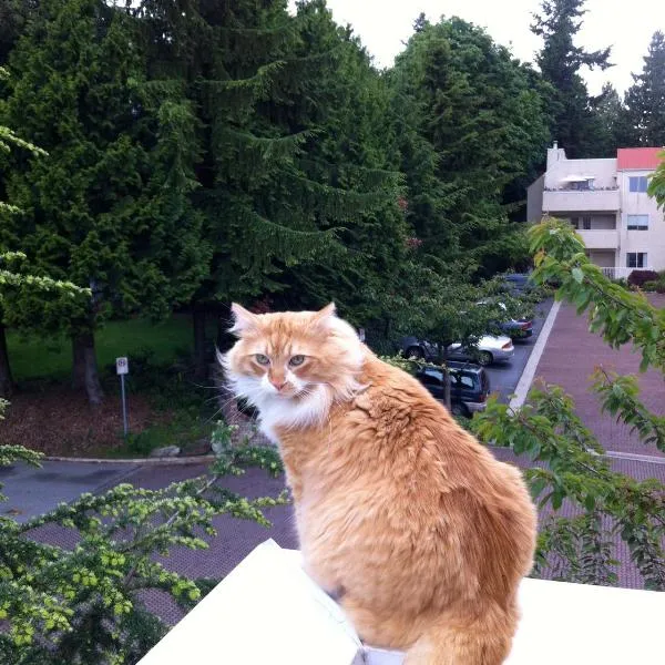 A Room at the Camelia Bed and Breakfast, hôtel à Tsawwassen