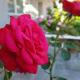 Apartment Luna, Trogir (fotografie 6)