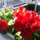 Harbor House Inn, Boothbay Harbor (fotografie 5)