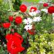 Lush & Co Auckland Bed & Breakfast, Auckland - Fotografie 10