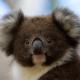 Bimbi Park - Camping Under Koalas, Cape Otway - Fotografie 2