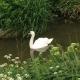 Church Farm, Gillingham (foto 4)