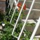 Apartments with a parking space Slano, Dubrovnik - 12576, Slano (zdjęcie 6)