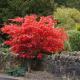 Poppies Hotel, Callander (photo 5)