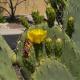Greens at Ventana Canyon #13105 Tucson - Fotografie 7