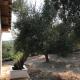 Ferienhaus Olive Garden Kyparissia - Photo 2