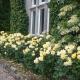 Courtyard Cottage, Carlow