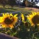 Abington Farm B & B, Heyfield (Foto 5)