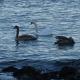 Ferienwohnungen Tietgen, Katharinenhof - 写真 7