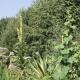 Kleine Villa im wilden Garten, Gummersbach - Foto 6