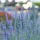 Petite Emeraude, Cancale (foto 9)