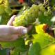 Gästehaus Wein im Turm, Longuich - 写真 3