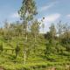 Relaxing 2 B/R Estate House, Deenaty, Tamil Nadu, コインバトール - 写真 7
