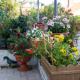 Apartman Dragica, Mali Lošinj (fotografie 5)