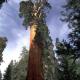 Montecito Sequoia Lodge, Sequoia (zdjęcie 10)