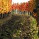 Casali del Picchio - Winery, Cividale del Friuli (Foto 3)