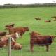 Whidlecombe Farm, Priston (fotografie 7)