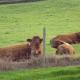 Whidlecombe Farm, Priston (fotografie 8)