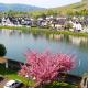Pension Adelheid Moselhype&Wine, Zell an der Mosel - Photo 7