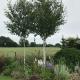 Fair View, Marden (fotografie 6)