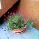 Apartments with parking space Starigrad, Paklenica - 11683, Starigrad-Paklenica (Foto 8)