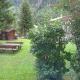 Appartamenti Col Rodella by AMA Val di Fassa, Campitello di Fassa (fotografie 5)