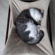 Cat Cafe & Stay Cultus's Home Otaru - Fotografie 4