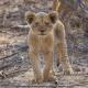 Taj Bush Lodge, Hoedspruit (fotografie 7)