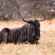 Taj Bush Lodge, Hoedspruit (fotografie 10)