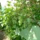 Ferienhaus Chalet Cottage Ourtalblick 2km von Vianden-Lux, Roth - 写真 9