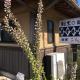 Masugataya Ryokan, Tako (foto 8)