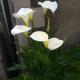 Rosehill Guest House, Pitlochry (fotografie 10)