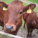 Ullathorns Farm, Kirkby Lonsdale (fotografie 8)
