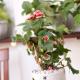 Miss Ten Homestay, Hoi An - Fotografie 3