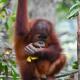Garden Inn, Bukit Lawang (foto 7)