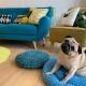 Cute Pug Guest Room, Copenhague - Foto 4