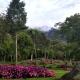 Spring Garden Kundasang - Photo 7