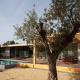 Casa das Pérgolas, Comporta (photo 4)