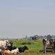 Your Cozy Waggon at the Cows' Paradise, Амстердам (фото 4)