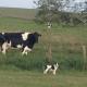 INGLEWOOD - Ballina - Crossmolina - County Mayo - Sleeps 8 - Sister property to Thistledown, Mayo (photo 6)