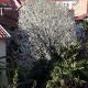 Villa Flower with Free Onsite Parking, Mostar (fotografie 2)