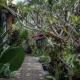 Green Taman Ubud by Prasi, Ubud - Fotografie 4