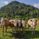 Farm Holidays Povsin