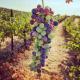 Papillon Cellars - The Loft, Mariposa (photo 7)