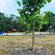 Lockleigh Park, Lebrina (Foto 6)