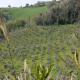 Cara Pace in collina per gruppi, Montefiore Conca (photo 10)