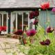 Bowgie at Trewerry Cottages - Away from it all, close to everywhere, Newquay - Foto 3