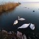Tóth nyaraló Balatongyörök - Foto 9
