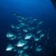 Puerto Lobos Dive camp, Tamiahua (Foto 4)