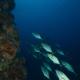 Puerto Lobos Dive camp, Tamiahua (Foto 6)